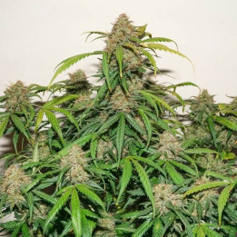 Auto Kerosene Krash (Dutch Passion)