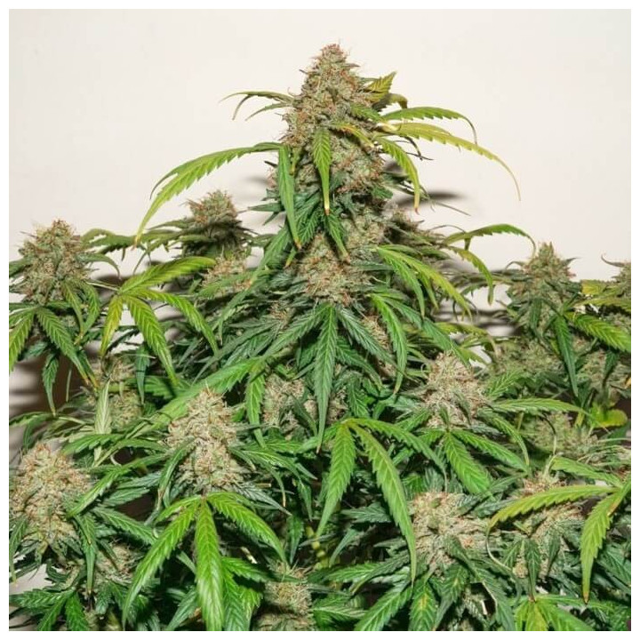 Auto Kerosene Krash (Dutch Passion)