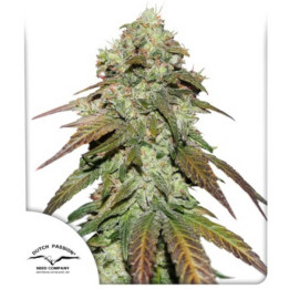 CBD Mazar (Dutch Passion)