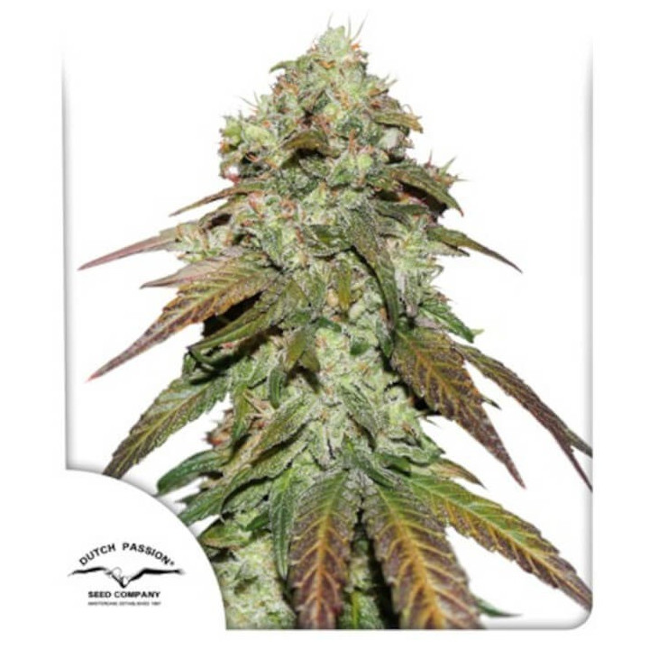 CBD Mazar (Dutch Passion)