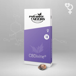 CBDivine (Paradise Seeds)