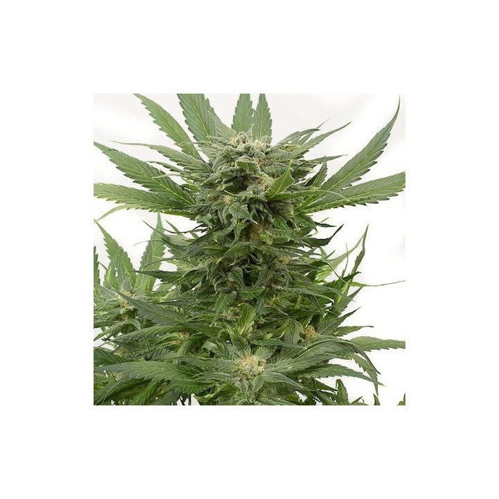 Sour Diesel Auto (Dinafem)