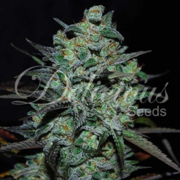 Northern Light Blue THC-Free (Delicious Seeds)