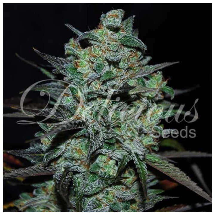 Northern Light Blue THC-Free (Delicious Seeds)