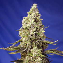 Runtz Xl Auto (Sweet Seeds)