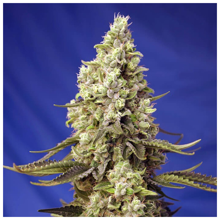 Runtz Xl Auto (Sweet Seeds)