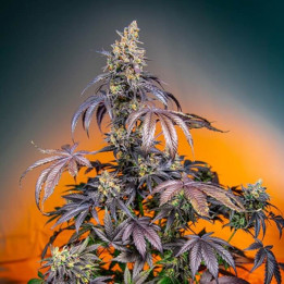 Red Gorilla Girl XL Auto  (Sweet Seeds)
