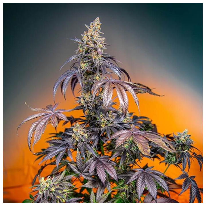 Red Gorilla Girl XL Auto  (Sweet Seeds)
