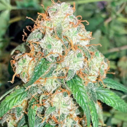 Auto Critical XXL granel Feminizada