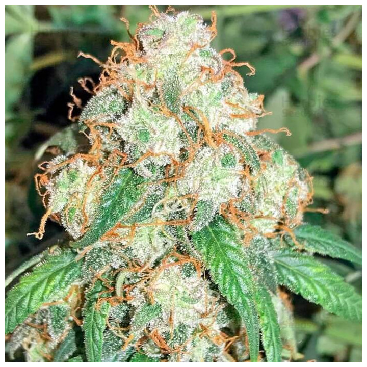 Auto Critical XXL granel Feminizada