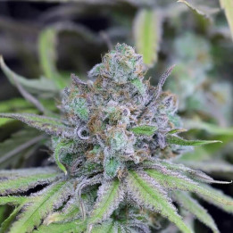 Auto Critical Purple Kush a granel feminizada