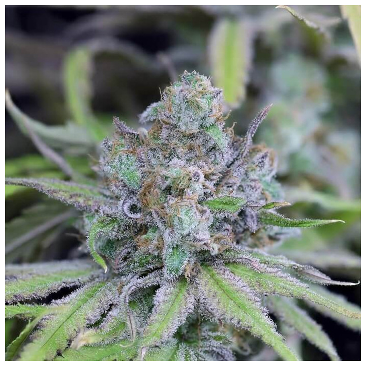 Auto Critical Purple Kush a granel feminizada