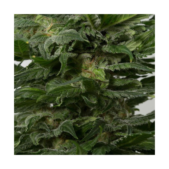 Sour Diesel Auto (Dinafem)
