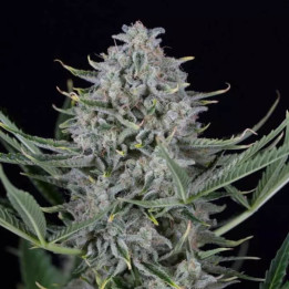 Auto Cookie a Granel Feminizada