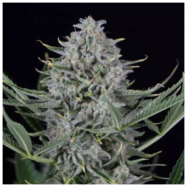 Auto Cookie a Granel Feminizada