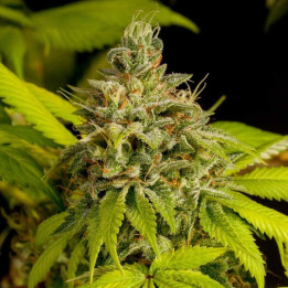 Auto Super Skunk a granel feminizada