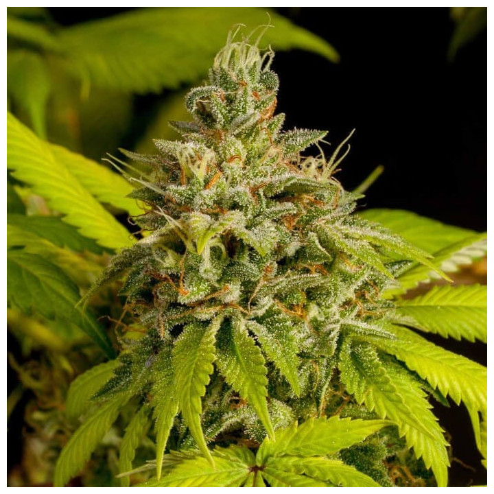 Auto Super Skunk a granel feminizada
