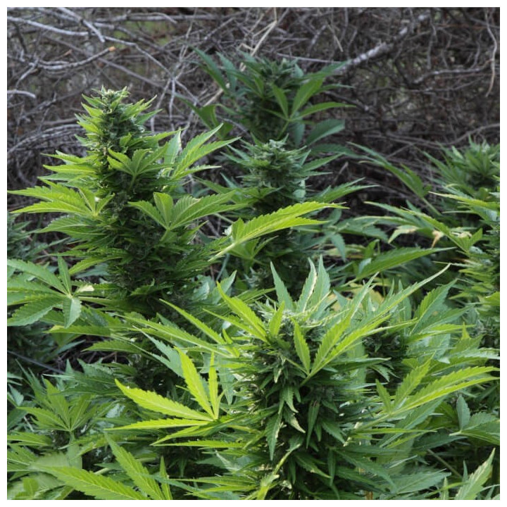 Mix Gom (Grassomatic)