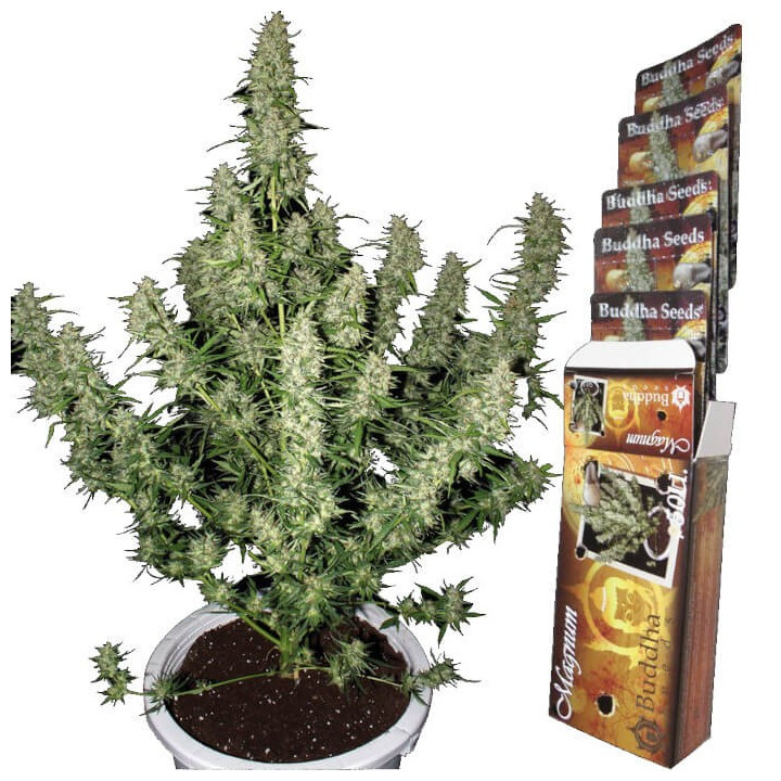 Buddha Magnum Auto (Buddha Seeds)