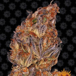 Runtz Auto (Barney's Farm)
