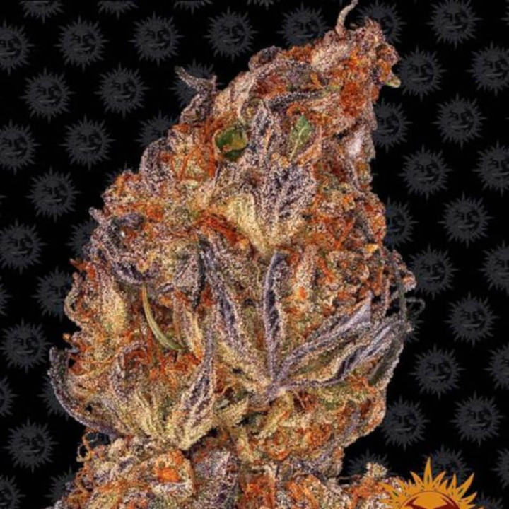 Runtz Auto (Barney's Farm)