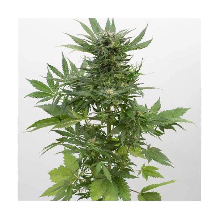 Sour Diesel Auto (Dinafem)