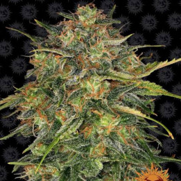 Cheese (Barney's Farm)