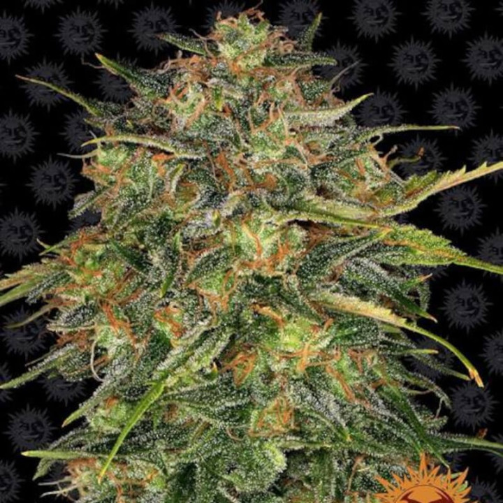Cheese (Barney's Farm)