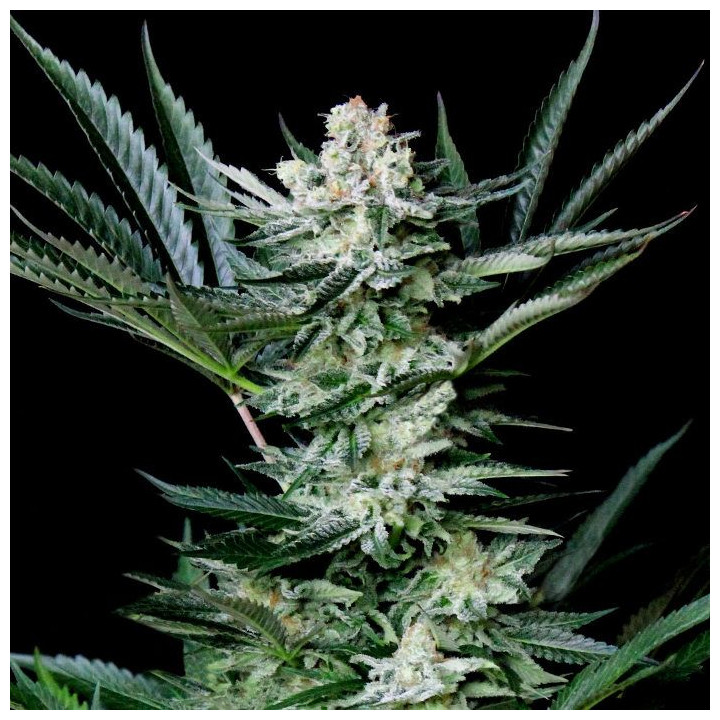 Amazing Auto (Absolute Cannabis Seeds)