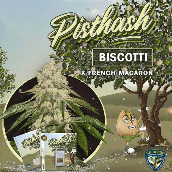 Pisthash (TH Seeds)