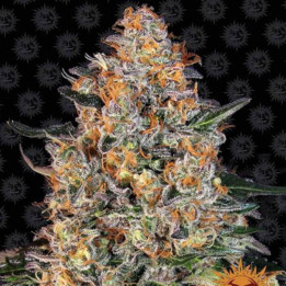 Bubba Kush (Barneys Farm)