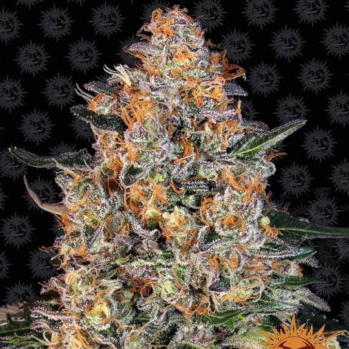 Bubba Kush (Barneys Farm)