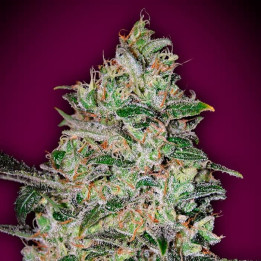 Bubble Gum Fast (00 Seeds)