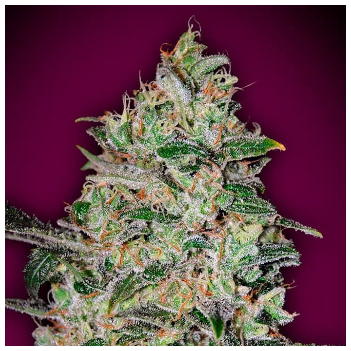 Bubble Gum Fast (00 Seeds)