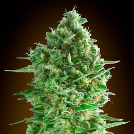 Do-Si-Dos Cookies (00 Seeds)