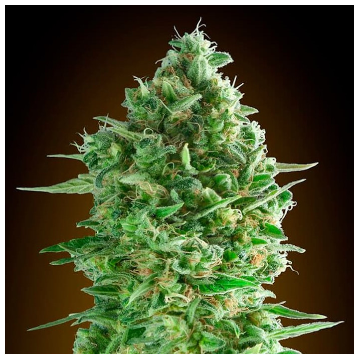 Do-Si-Dos Cookies (00 Seeds)