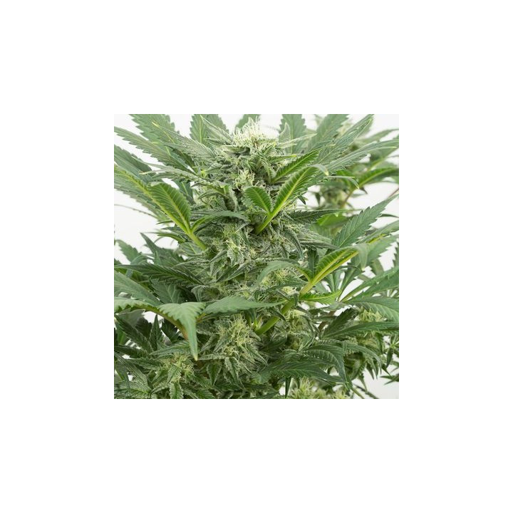 Dinamex Auto (Dinafem)