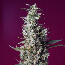 Sweet Cherry Pie (Sweet Seeds)