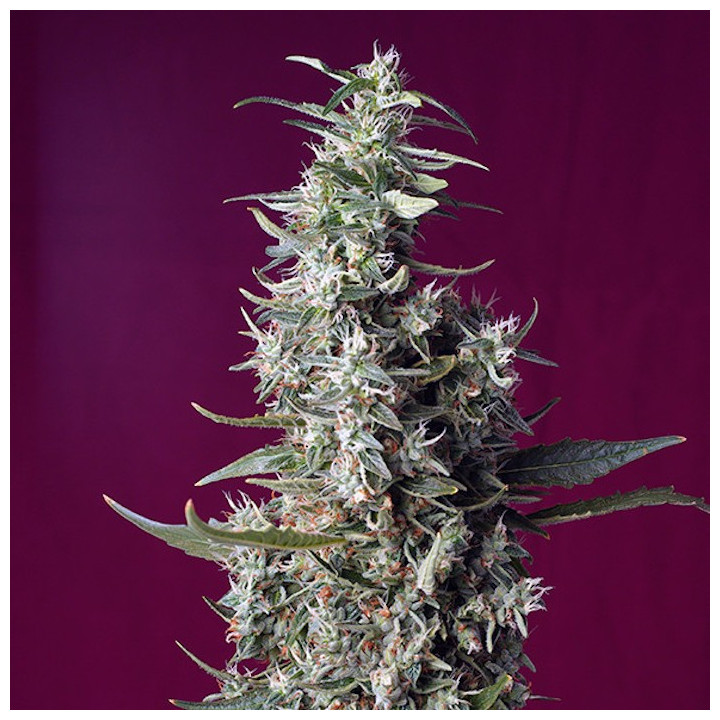 Sweet Cherry Pie (Sweet Seeds)