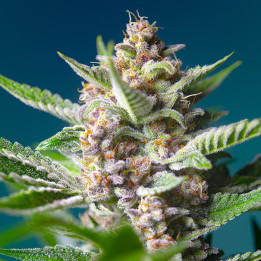 Purple Punch OG (Sweet Seeds)