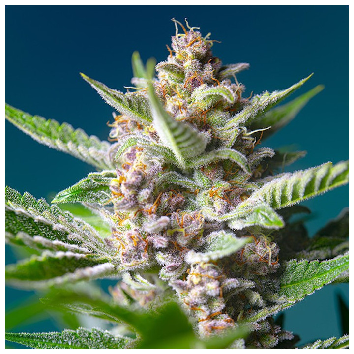 Purple Punch OG (Sweet Seeds)