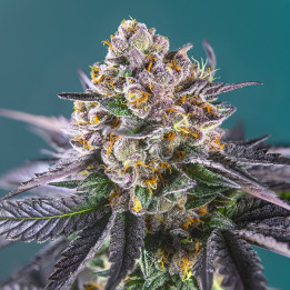Red Strawberry Banana Auto (Sweet Seeds)