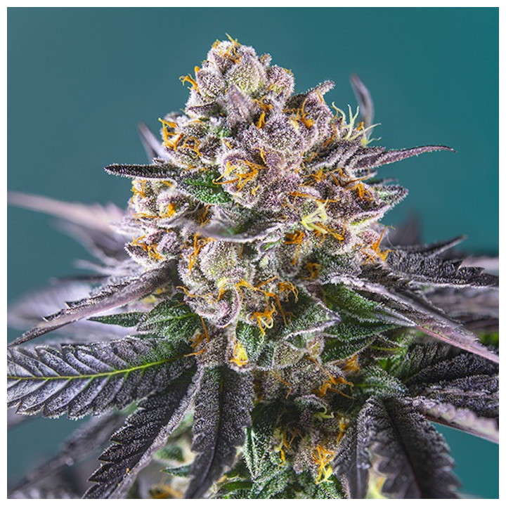 Red Strawberry Banana Auto (Sweet Seeds)