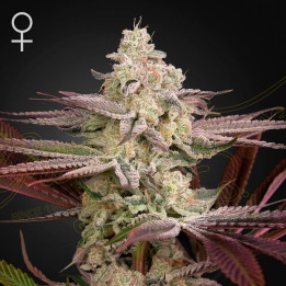 Chemical Bride (Green House)