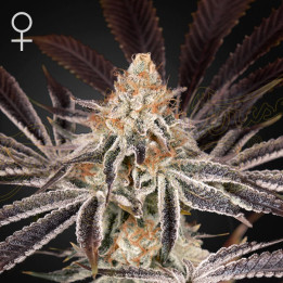 Dark Phoenix (Green House)