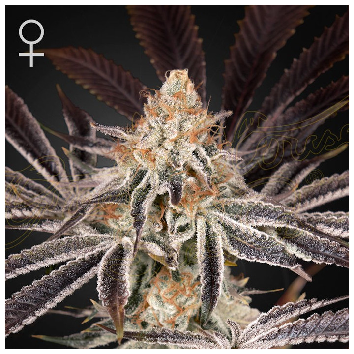 Dark Phoenix (Green House)