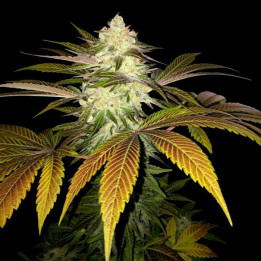 Orangesicle (TH Seeds)