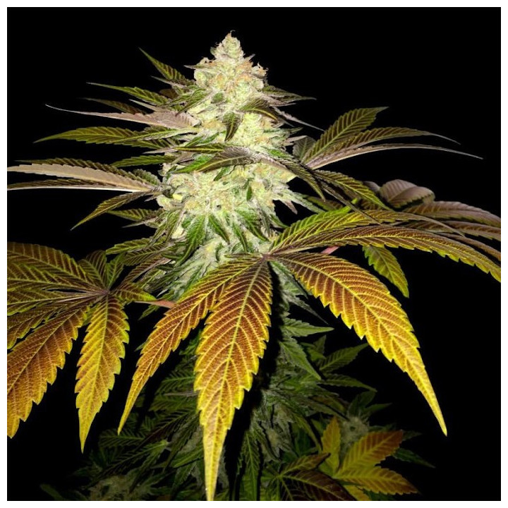 Orangesicle (TH Seeds)