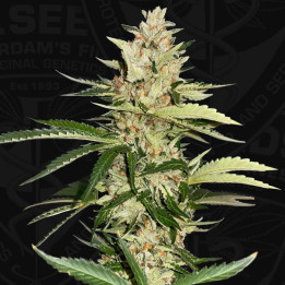 Banana Candy Krush (TH Seeds)
