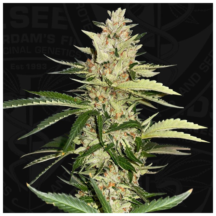 Banana Candy Krush (TH Seeds)